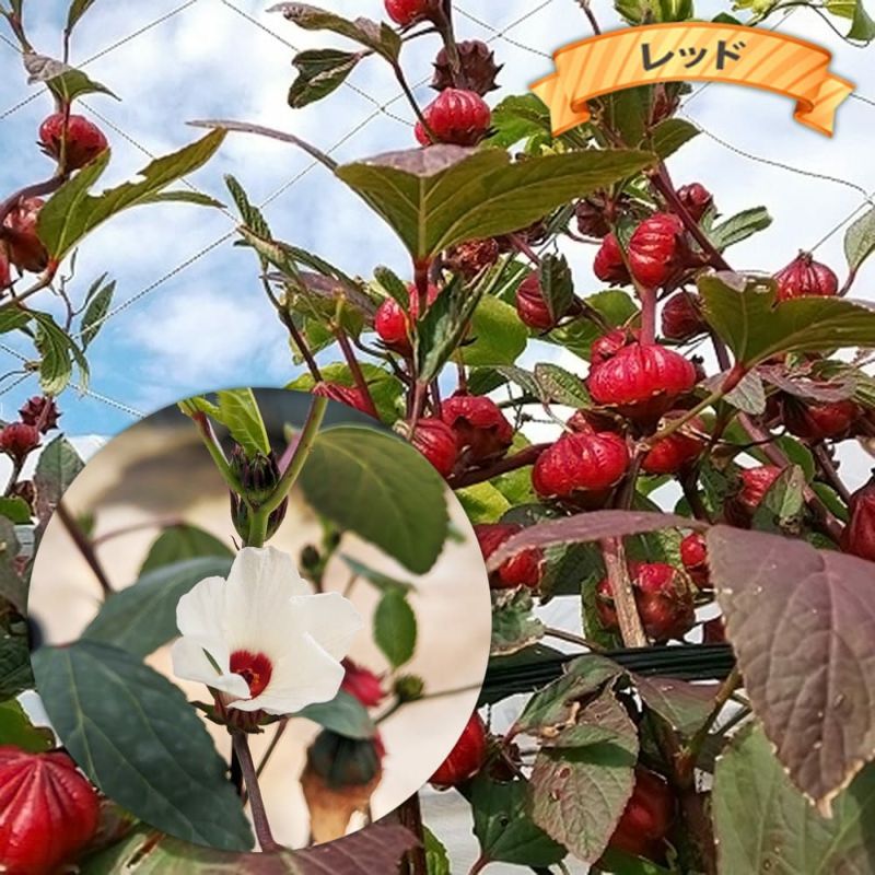 【年中無休】 000000038619-02-l.jpg?t= フルーツ・果実