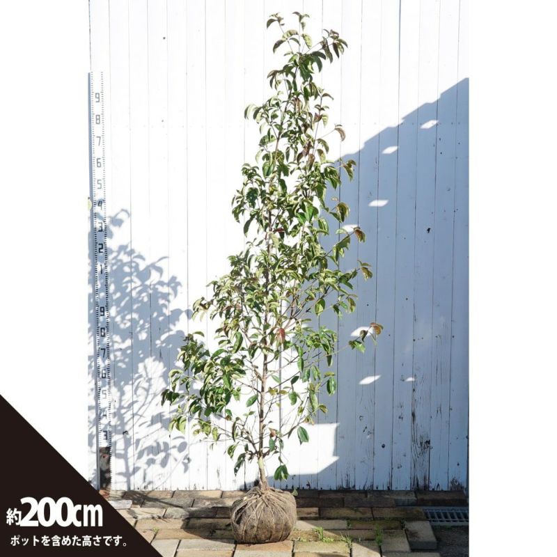 12レア　希少　縁起物　親木ヤドリギ　 ◉2色付き　実沢山❗️ 希少縁起物 大型 親木ヤドリギ 2色