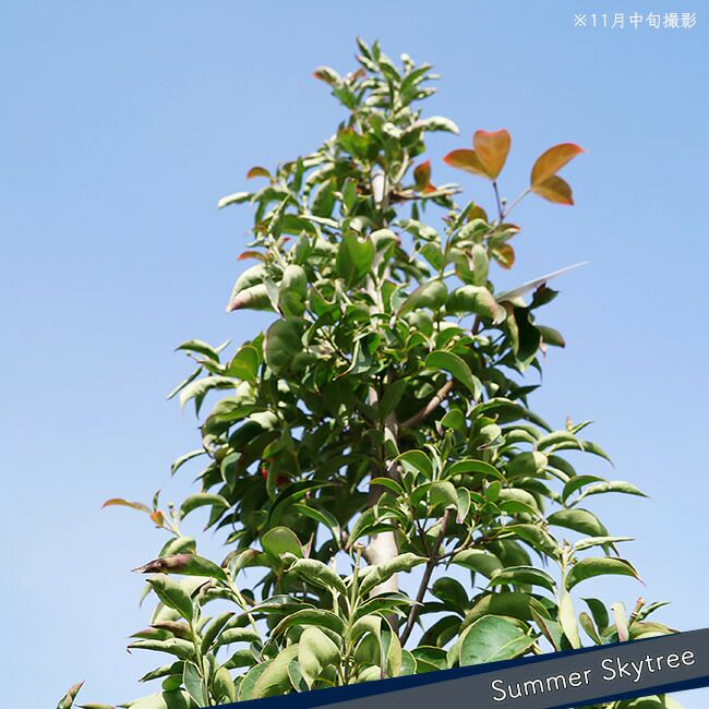 12レア　希少　縁起物　親木ヤドリギ　 ◉2色付き　実沢山❗️ 楽天市場】老爺柿（ロウヤガキ）雌木(メス) 7号 苗木(J04) : 千草園芸