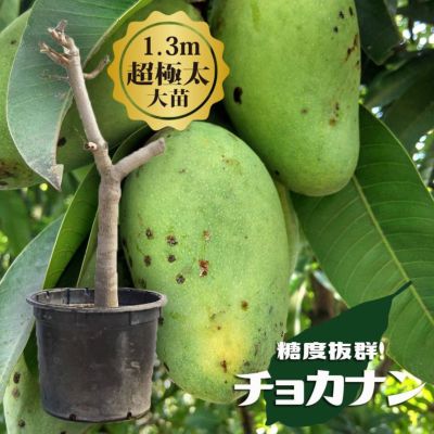 taturoo0000マンゴー3年接木苗　キーツマンゴー接木　開花歴有り マンゴー3年接木苗 キーツマンゴー接木 開花歴有り 幻の