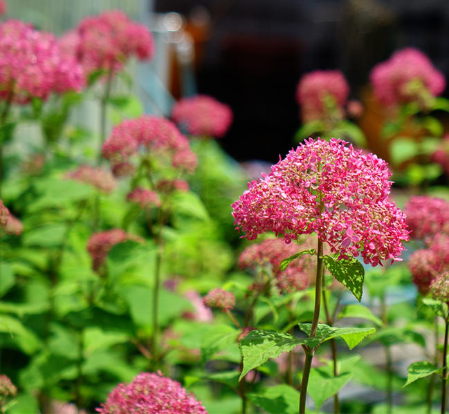 アジサイ ピンクのアナベル 苗 通販 苗木部 By 花ひろばオンライン