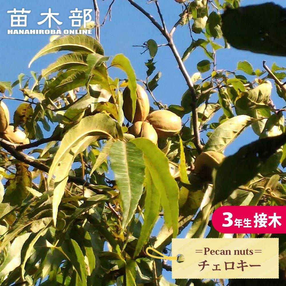 ペカンナッツ ポーニー 苗 販売 苗木部 By 花ひろばオンライン