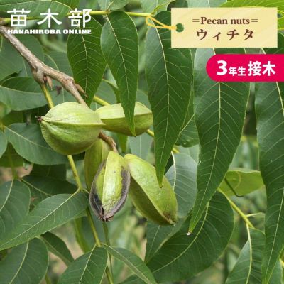 ペカンナッツ | 苗木部 本店 By 花ひろばオンライン