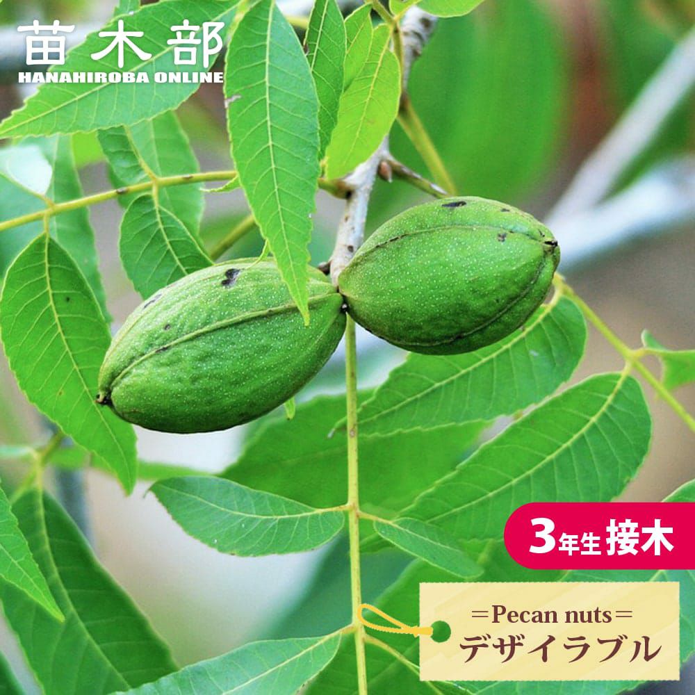 ペカンナッツ ウィチタ 苗 通販 苗木部 By 花ひろばオンライン