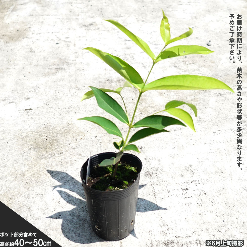 希少！超特大！レンブ取木苗木 台湾黑金剛 蓮霧 超希少特大レンブ取木苗木 台湾黑金蓮霧