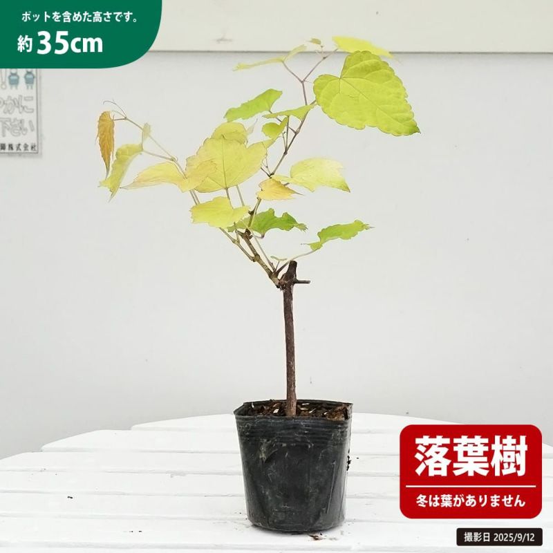 ブドウ ヤマブドウ 黄金葉 苗 販売 苗木部 By 花ひろばオンライン