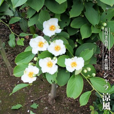 アオバナハイノキ 寄せ株 /306 アオバナハイノキ 寄せ株 /306