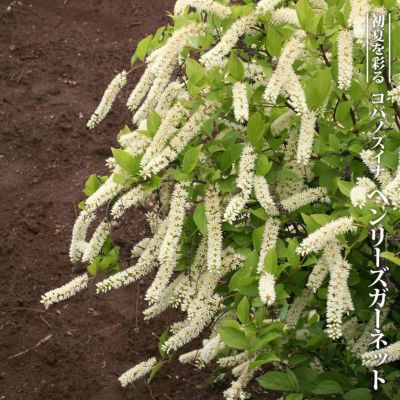 アオバナハイノキ アオバナハイノキ 苗 通販 苗木部 By 花ひろばオンライン