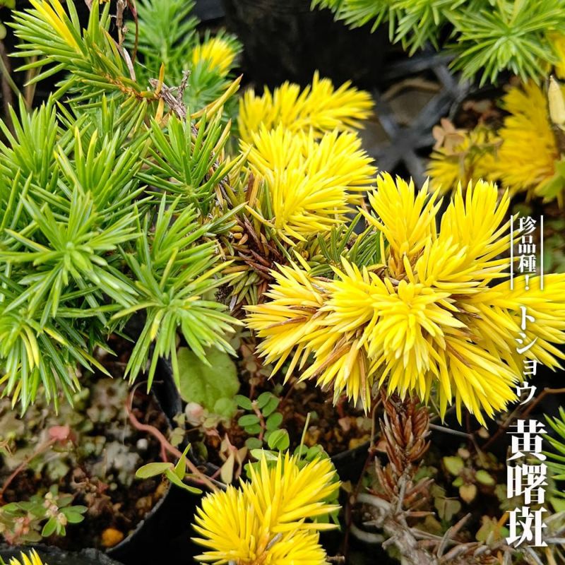 ネズ トショウ（杜松） 黄曙斑 苗 販売 苗木部 By 花ひろばオンライン