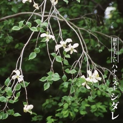 花水木 彩 苗 販売 苗木部 By 花ひろばオンライン