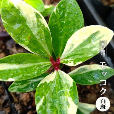 にゃこさん専用　アオバナハイノキ　/307 楽天市場】ハイノキ 株立ち 2.5m 露地 苗木 : トオヤマグリーン