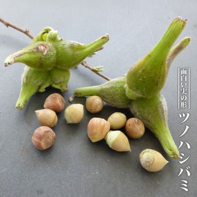 ピンク　レンブ　苗 ピンク レンブ 苗 レンブ 桃レンブ ピンク色の実を付けます 熱帯