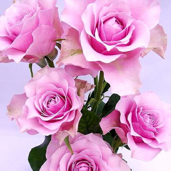 バラ エンジェルフェイス 苗 販売 苗木部 By 花ひろばオンライン