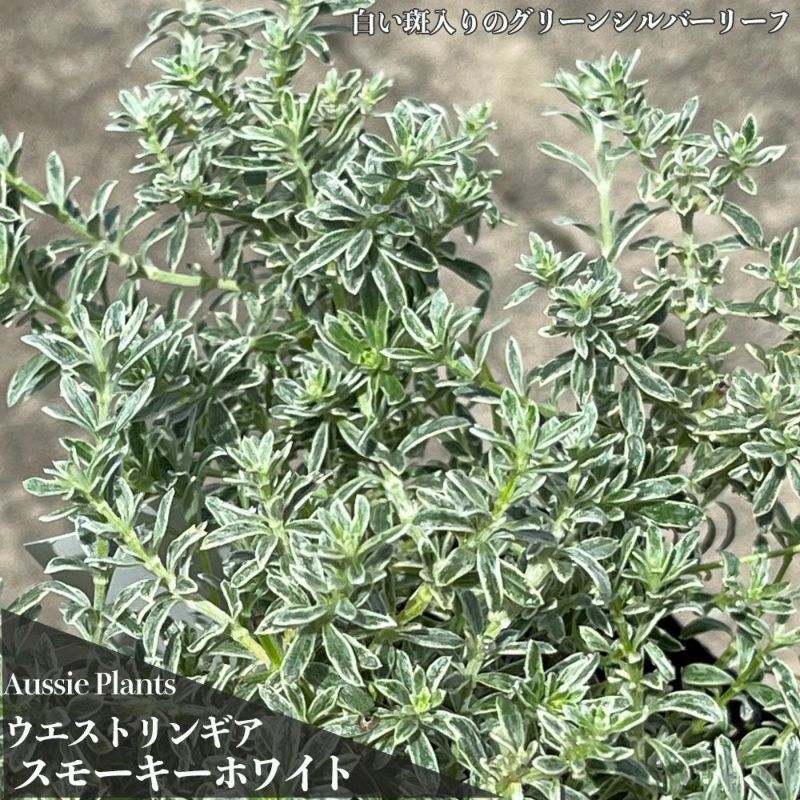 ウエストリンギア スモーキーホワイト 苗 通販 苗木部 By 花ひろば