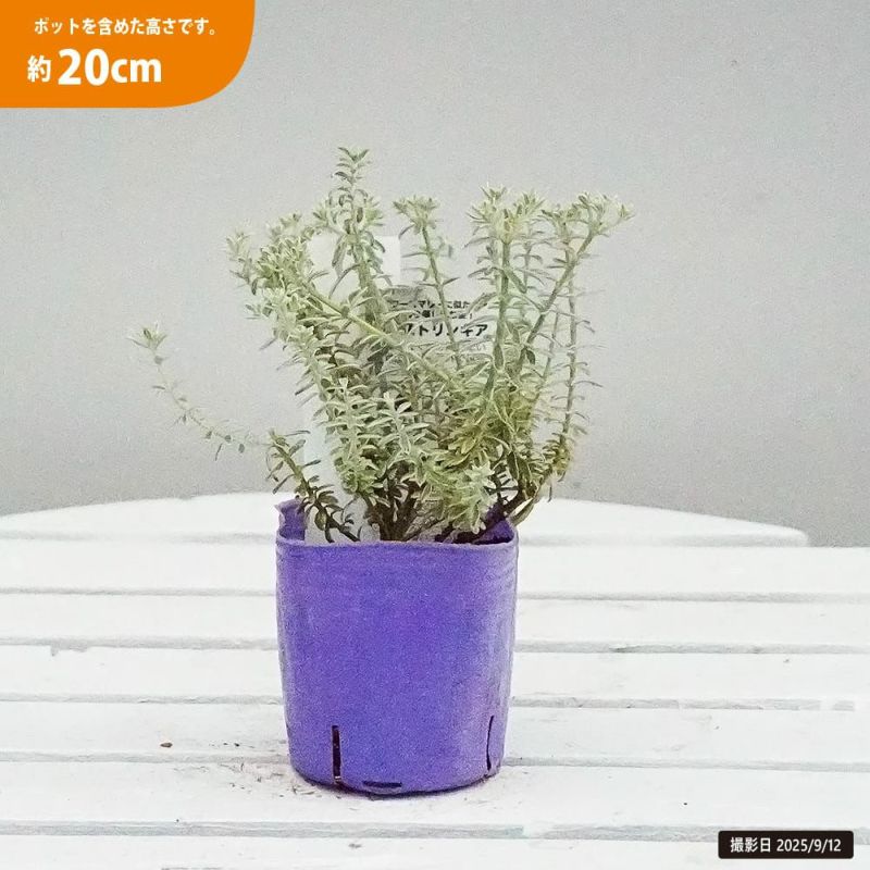 ウエストリンギア スモーキーホワイト 苗 通販 苗木部 By 花ひろば