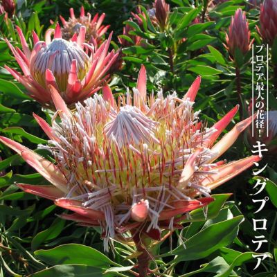 色鮮やかな花や個性的な形の南半球プランツの通販 花ひろば