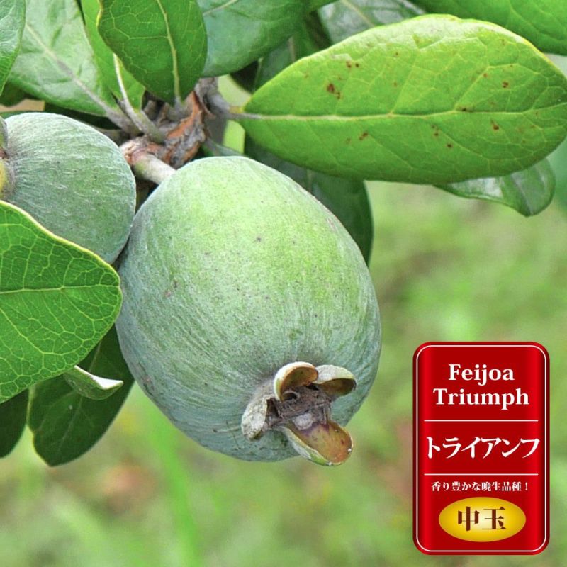 フェイジョア トライアンフ 苗 育て方 苗木部 By 花ひろばオンライン