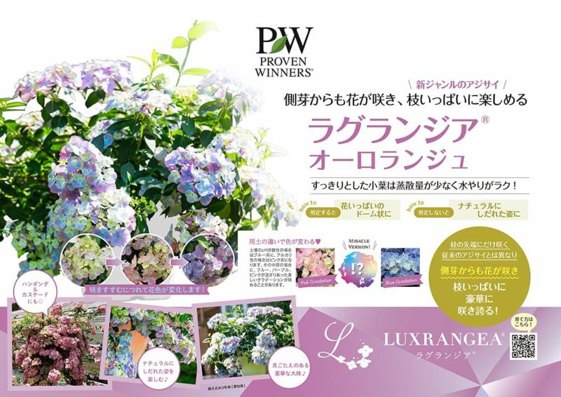 ラグランジア（R) オーロランジュ 苗 販売 苗木部 By 花ひろばオンライン