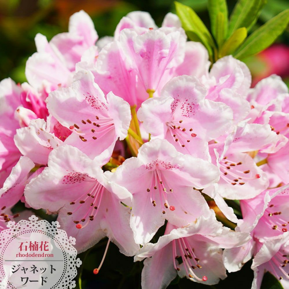 チューリップ アイスクリーム 苗 販売 苗木部 By 花ひろばオンライン