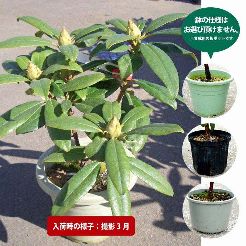 西洋シャクナゲ 石楠花 9号鉢 蕾付き 5年生 【公式通販】