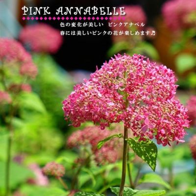 アジサイ ピンクアナベル ピンカーベル 苗 販売 苗木部 By 花ひろばオンライン アジサイ ピンクアナベル ピンカーベル 苗 販売 苗木部 By 花ひろばオンライン