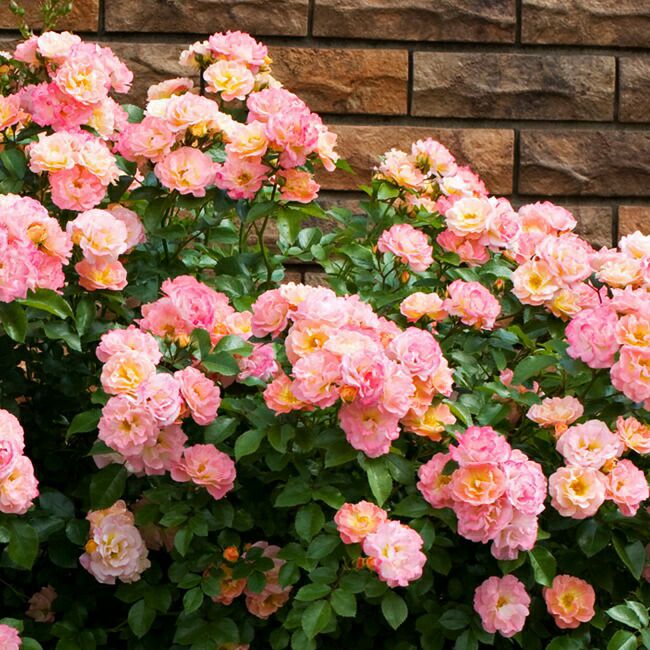 000000039606-06-l.jpg?t=