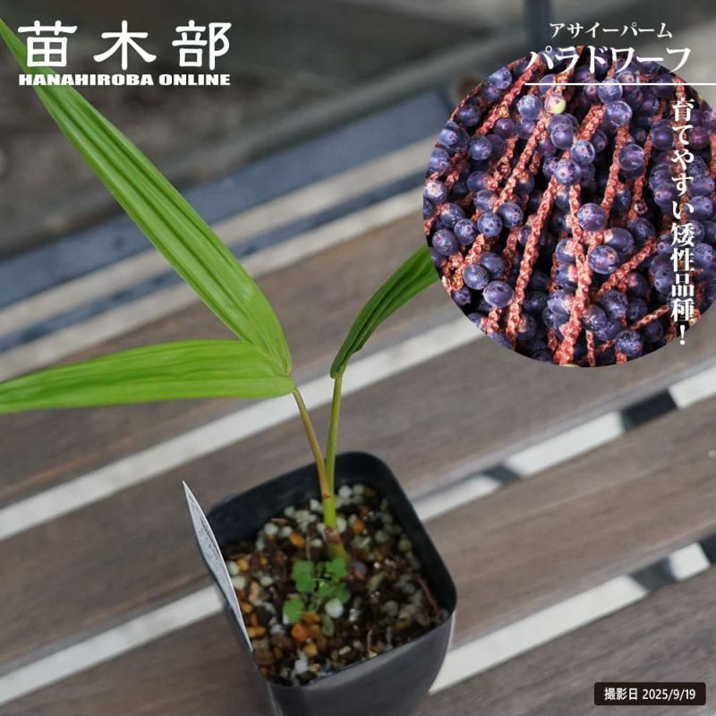 ラスト1点【熱帯植物】アサイーパーム ラスト1点【熱帯植物】アサイーパーム ラスト1点【熱帯植物