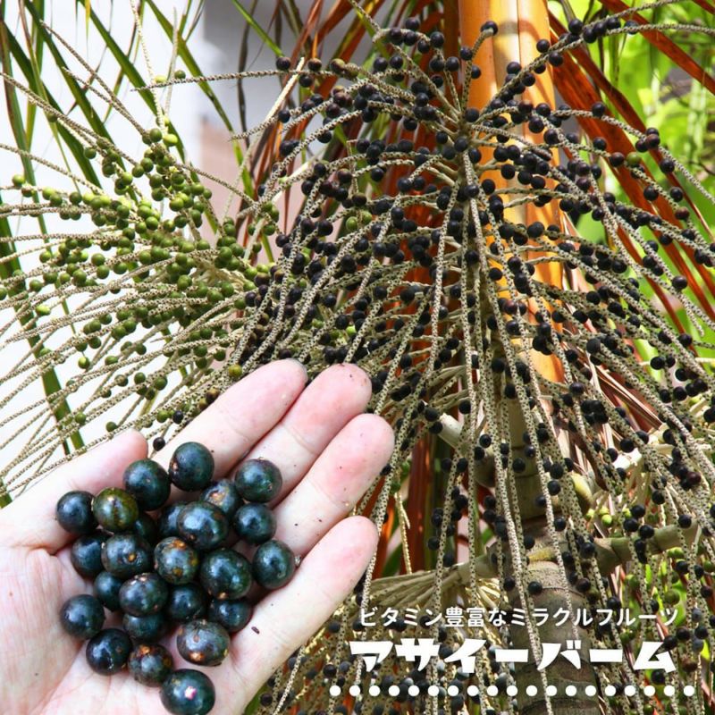 アサイーパーム苗 000000139628-02-l.jpg?t=