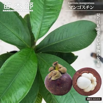マンゴスチン 苗 販売 苗木部 By 花ひろばオンライン