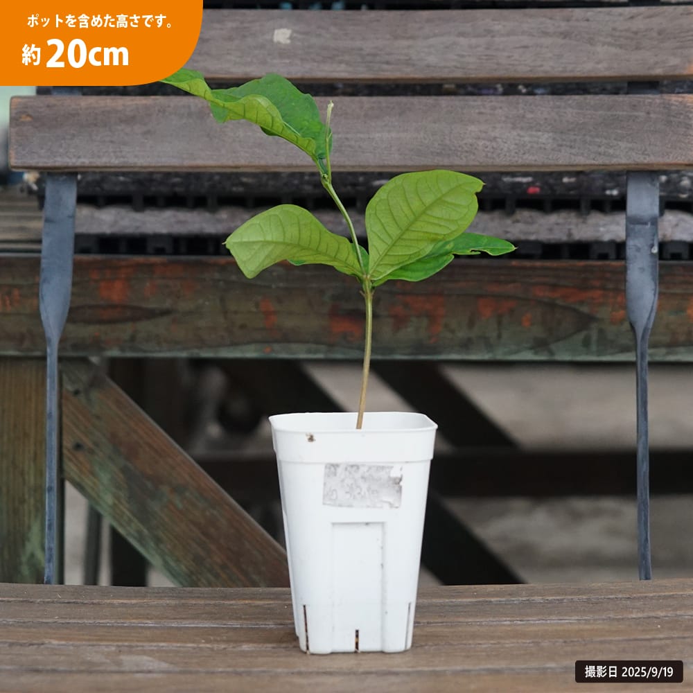 アイスクリームビーン ジャイアントマチェット 苗 販売 苗木部 By 花