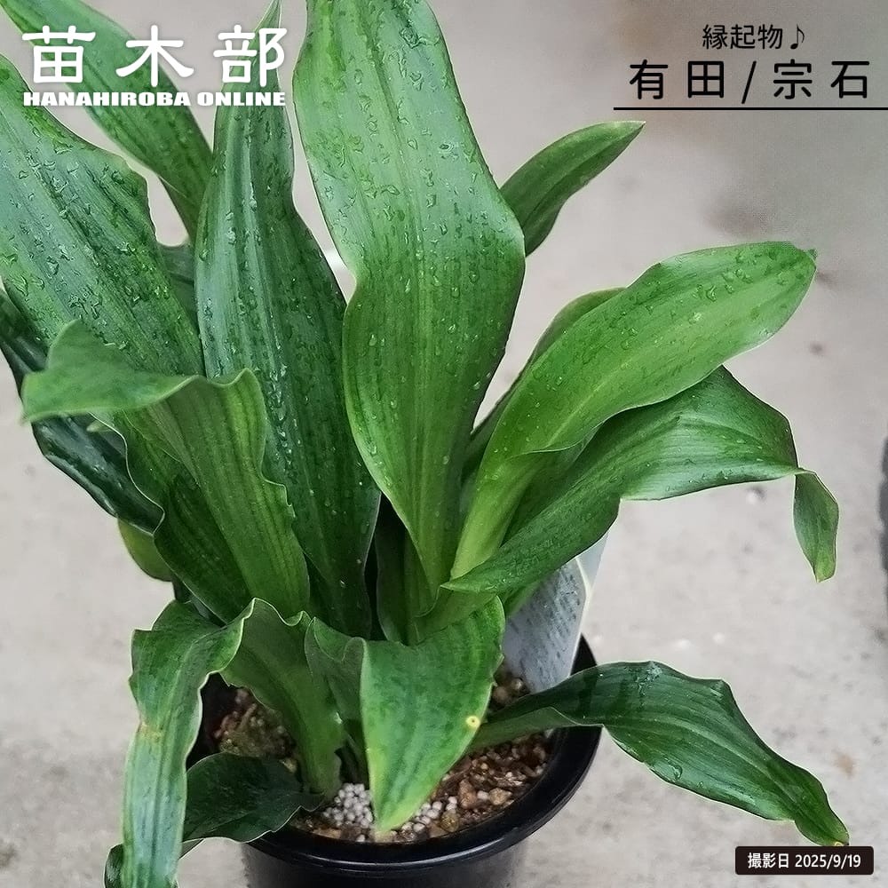 万年青 斑入り 苗/種など 株 斑が美しい 実付き 斑入り万年青 万年青 斑入り 苗/種など 株 斑が美しい 実付き 斑入り万年青