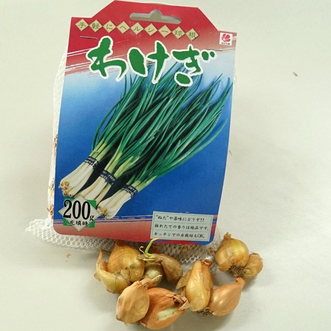 わけぎ 球根 苗 《農薬不使用》｜Yahoo!フリマ（旧PayPayフリマ）