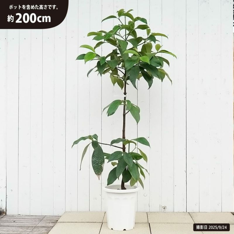 マンゴスチン 苗 通販 苗木部 By 花ひろばオンライン