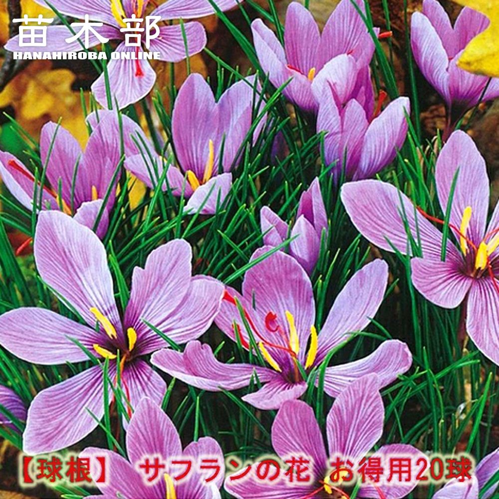 サフラン 球根 通販 苗木部 By 花ひろばオンライン
