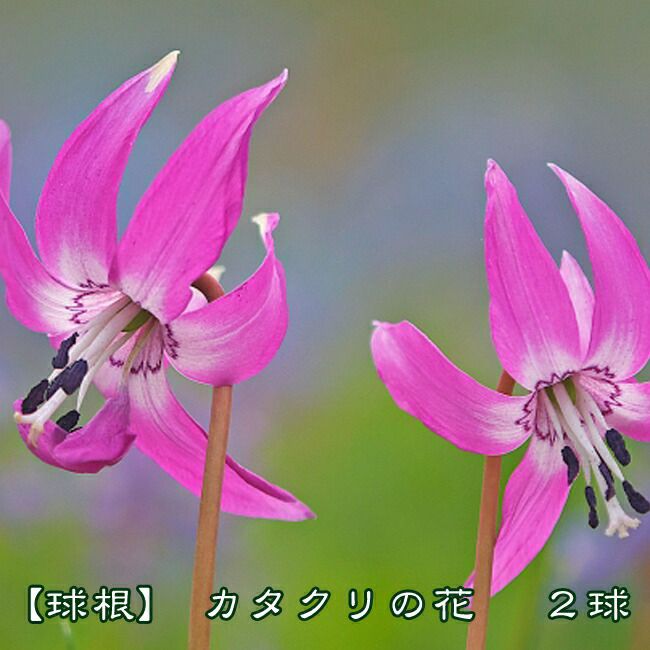山野草・カタクリ苗予約販売！今期開花21株他に未開花有り。商品