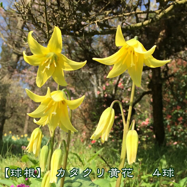 球根 カタクリ 黄花 予約販売10月下旬頃入荷予定 苗木部 本店 By 花ひろばオンライン
