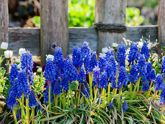 すべての花の画像 最新ムスカリ 品種