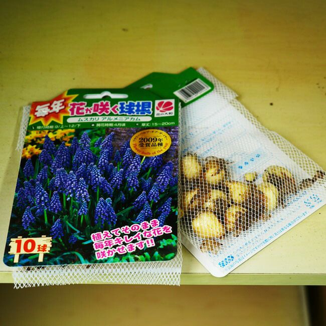 球根 ムスカリ アルメニアカム 10球入 植え付け時期12月下旬まで 予約販売11月上旬頃入荷予定 苗木部 本店 By 花ひろばオンライン 球根 ムスカリ アルメニアカム 10球入 植え付け時期12月下旬まで 予約販売11月上旬頃入荷予定 苗木部 本店 By 花ひろばオンライン