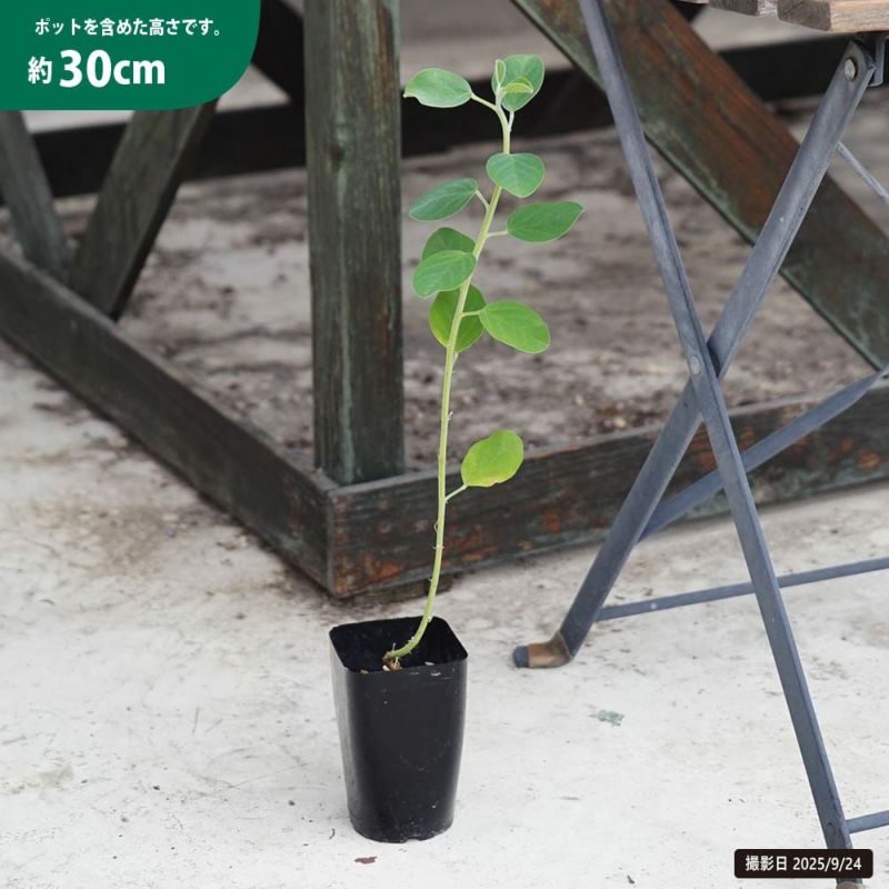 グリーンバードフラワー 苗 販売 苗木部 By 花ひろばオンライン