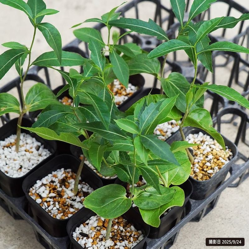 マダガスカルバオバブ 苗 販売 苗木部 By 花ひろばオンライン