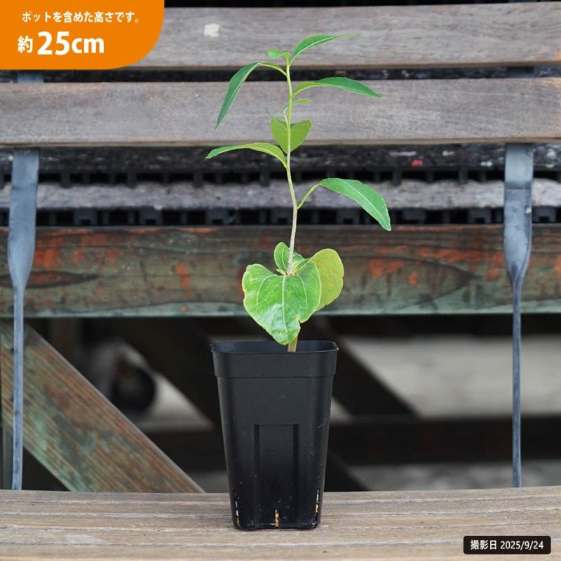 バオバブ　現地球 バオバブ 現地球 バオバブの木 現地球 – Caudex