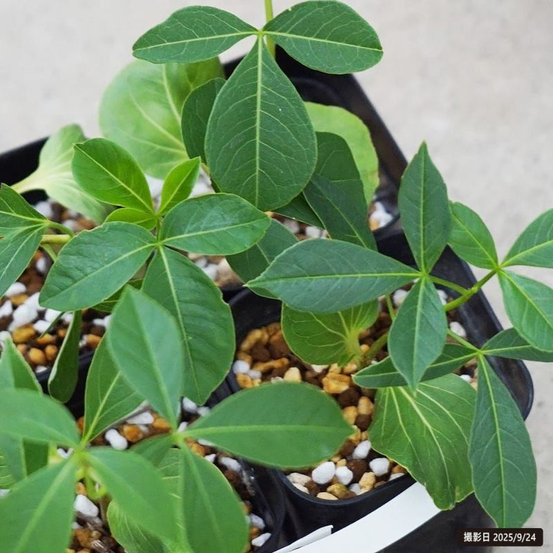 グレゴリーバオバブ 苗 販売 苗木部 By 花ひろばオンライン