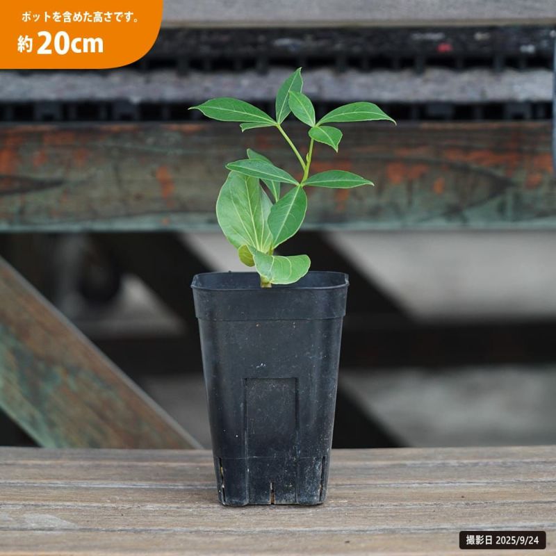 グレゴリーバオバブ 苗 販売 苗木部 By 花ひろばオンライン