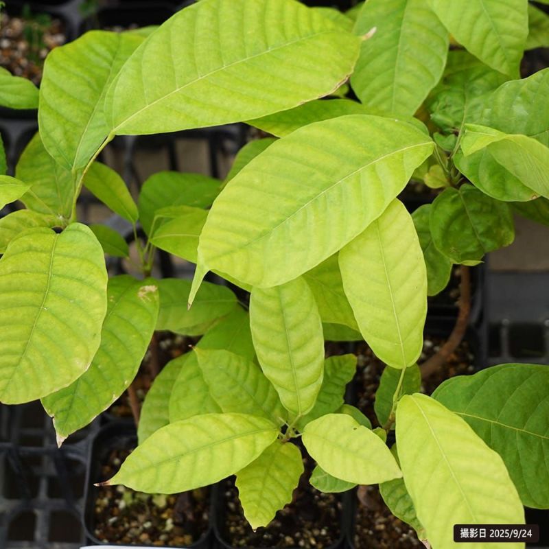 カカオ トリニタリオ種 オバリータ ロサ 苗 販売 苗木部 By 花