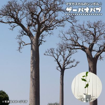 【激レア】リグナムバイタ・癒瘡木の越冬した実生苗2 激レア】リグナムバイタ・癒瘡木の越冬した実生苗2 - メルカリ