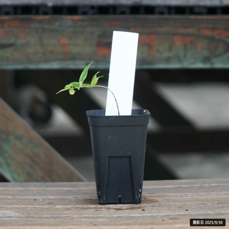 000000140063-02-l.jpg?t=