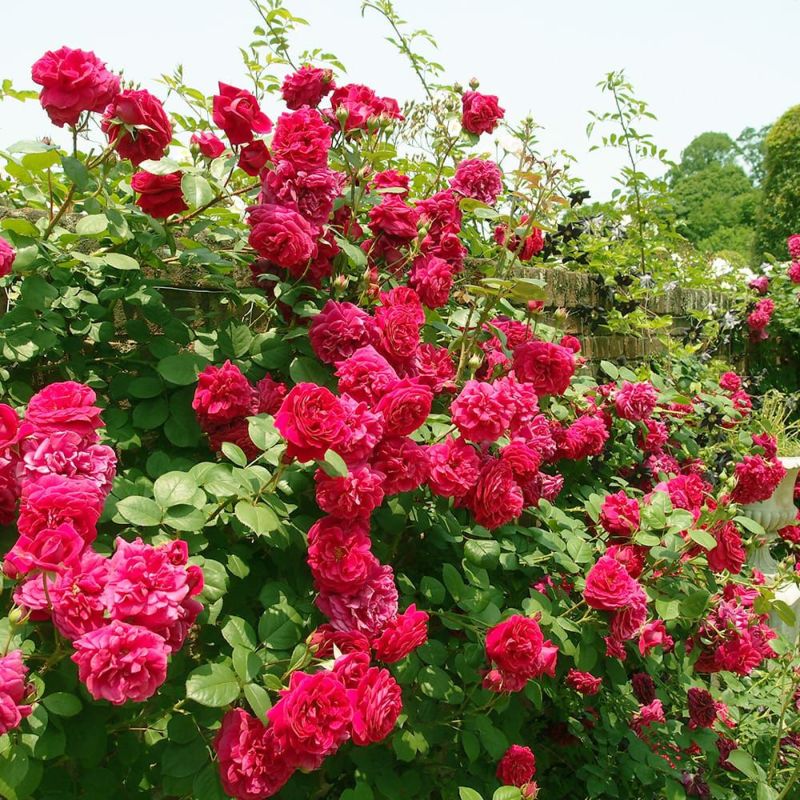 バラ テスオブザダーバービルズ S シュラブ （半つるバラ） 苗 通販 苗木部