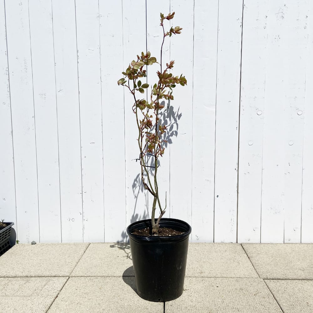 000000040179-03-l.jpg?t=