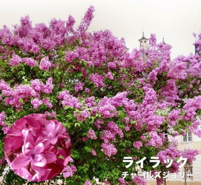 ライラック センセーション 苗 販売 苗木部 By 花ひろばオンライン
