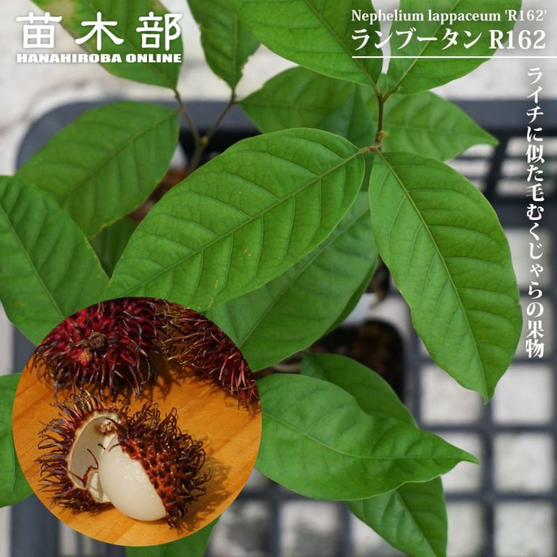 メキシコ産ランブータンの実生苗 3年目 3株セット メキシコ産ラン